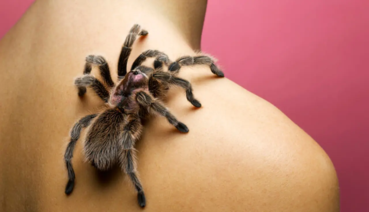 Sonhar Com Aranha: Qual o significado?